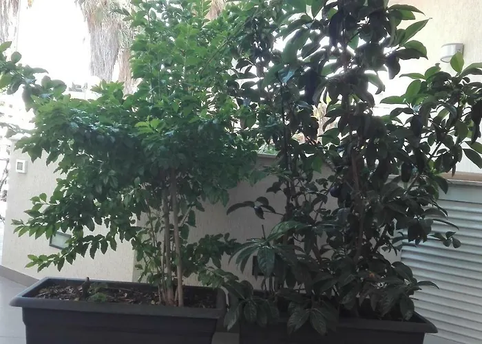 La Casa Bianca *